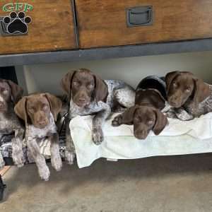 Betty, German Shorthaired Pointer Puppy